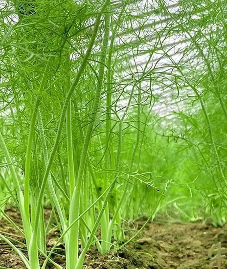 simpleandextensivemanagementfennelforsowingheirloomnongmohighgerminationorganicgarden flower seeds