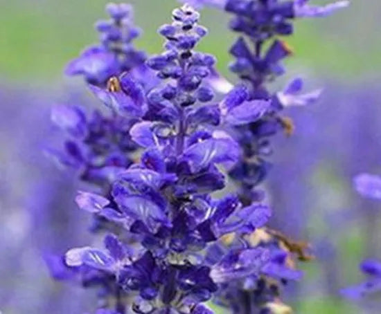 simpleandextensivemanagementhyssopheirloomnongmohighgerminationorganicgarden flower seeds