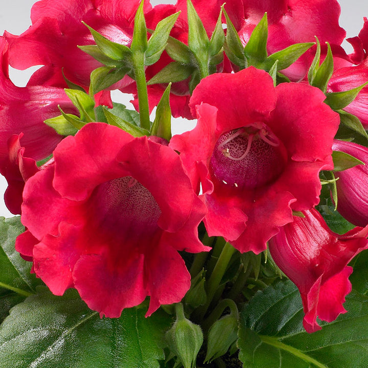 Gloxinia Flower Seed Red – Heirloom Non-GMO High Germination Organic Garden Seeds for Planting