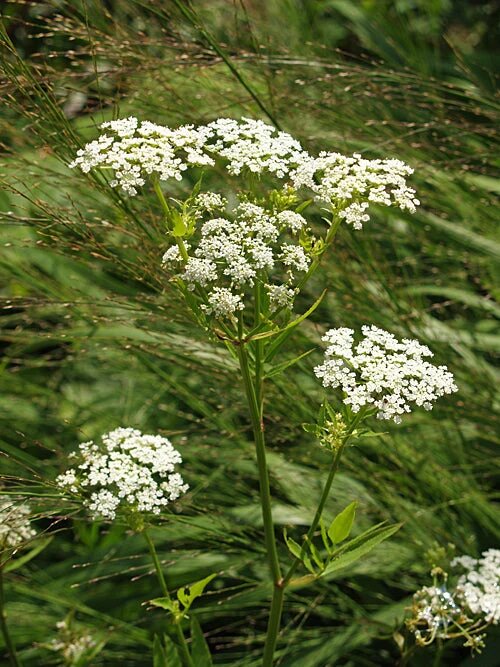 Semillas de escarola blanca heirloom sin OGM de alta germinación para plantar en jardín orgánico