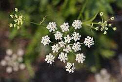 White Skirret Flower Seeds Heirloom Non-GMO High Germination Organic Garden Seeds for Planting