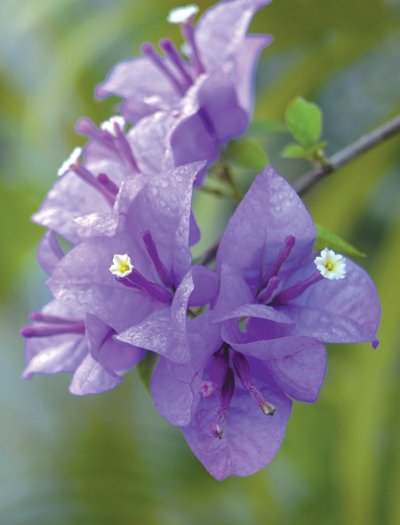 Light Violet Bougainvillea Flower Seeds Heirloom Non-GMO High Germination Organic Garden Seeds for Planting