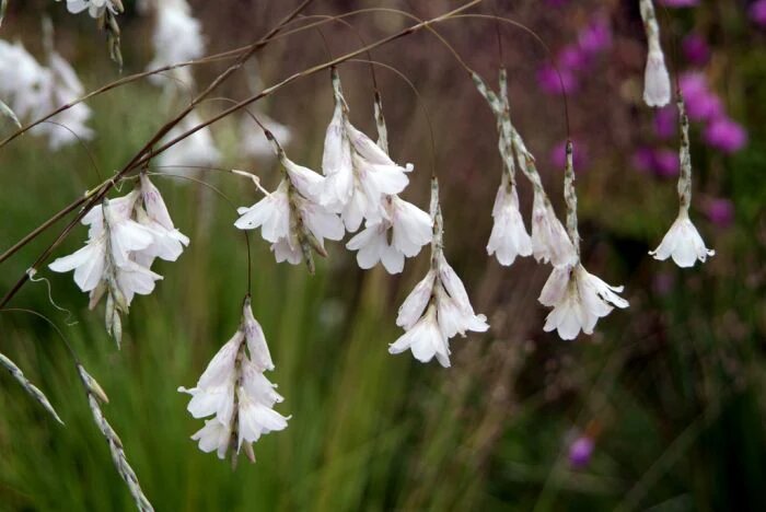 White Dierama Flower Seeds – Heirloom Non-GMO High Germination Seeds for Planting