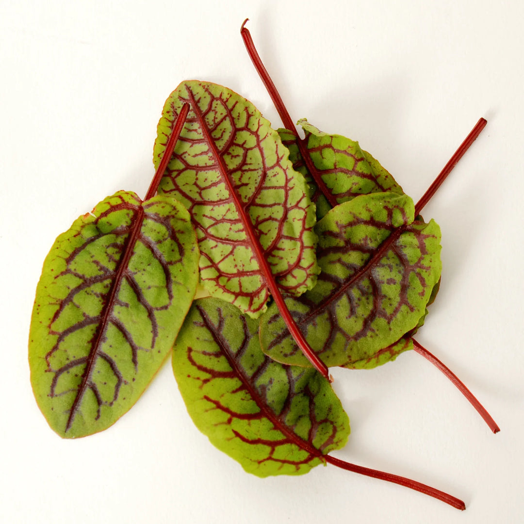 Red Veined herb seeds