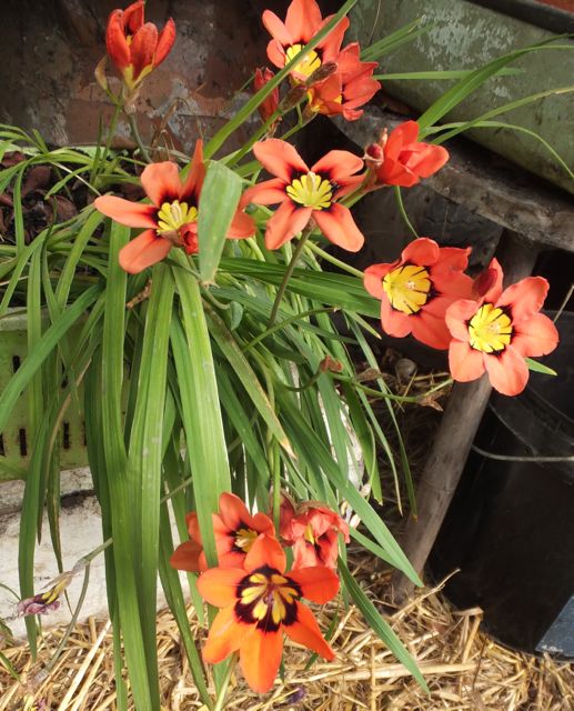 Orange Sparaxis Flower Seeds – Heirloom, Non-GMO, High Germination Seeds