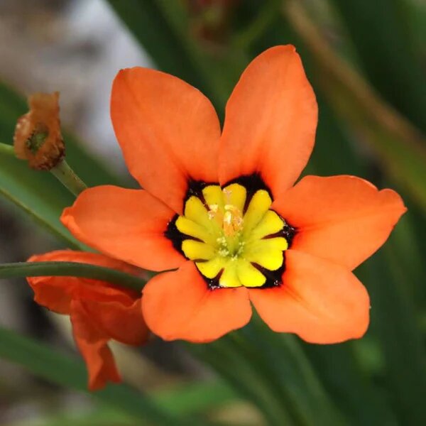 Orange Sparaxis Flower Seeds – Heirloom, Non-GMO, High Germination Seeds