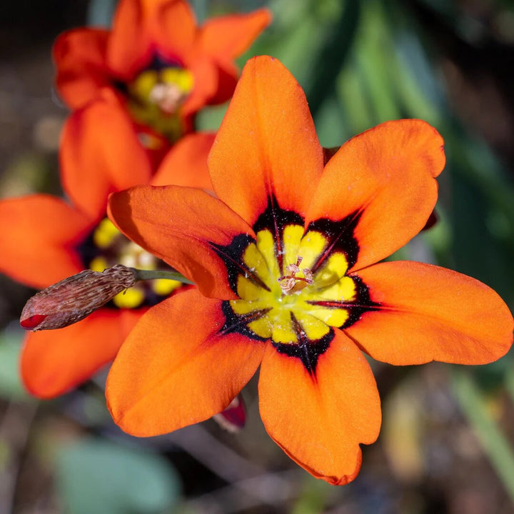 Orange Yellow Sparaxis Flower Seeds – Heirloom, Non-GMO, High Germination Seeds