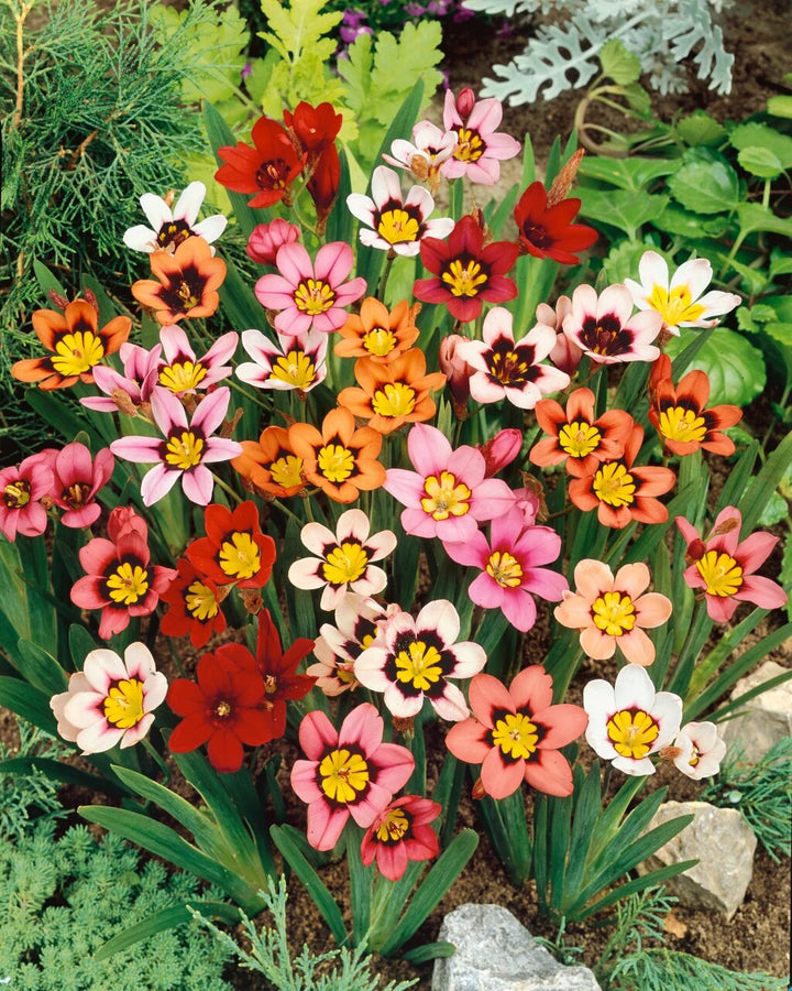 Mixed Sparaxis Flower Seeds – Heirloom, Non-GMO, High Germination Seeds