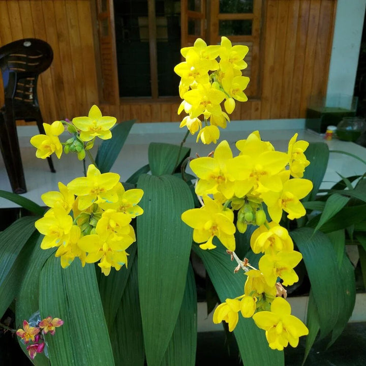 Yellow Orchid Flower Seeds – Heirloom, Non-GMO, High Germination Seeds