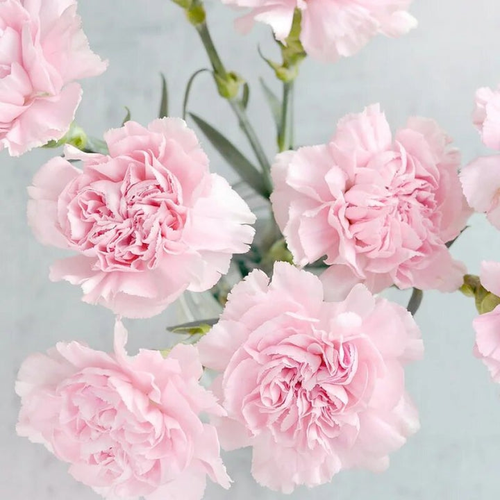 Pale Pink Carnation Flower Seeds – Heirloom, Non-GMO, High Germination, Organic