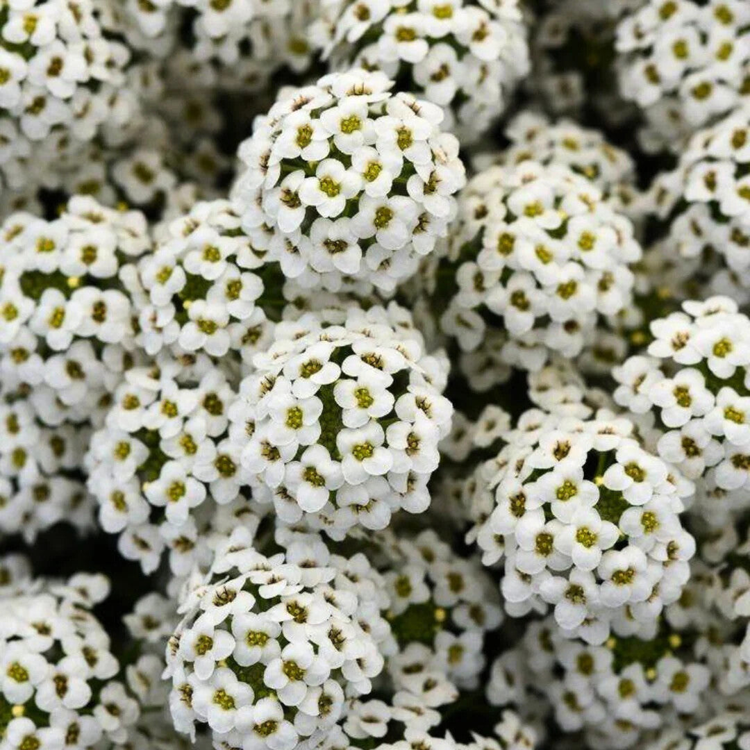 Alyssum Blumensamen Weiß zum Pflanzen – Alte Sorte gentechnikfrei hohe Keimfähigkeit Bio Garten Samen