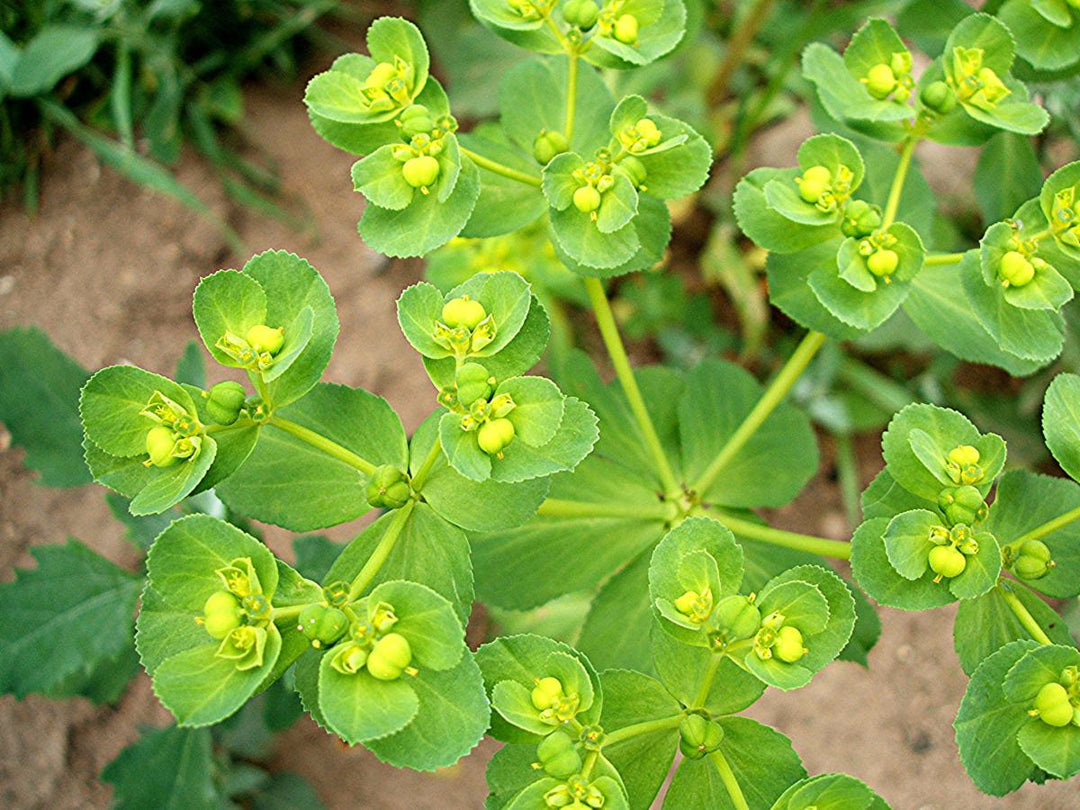 Green Myrsinites Flower Seeds – Heirloom, Non-GMO, High Germination Seeds