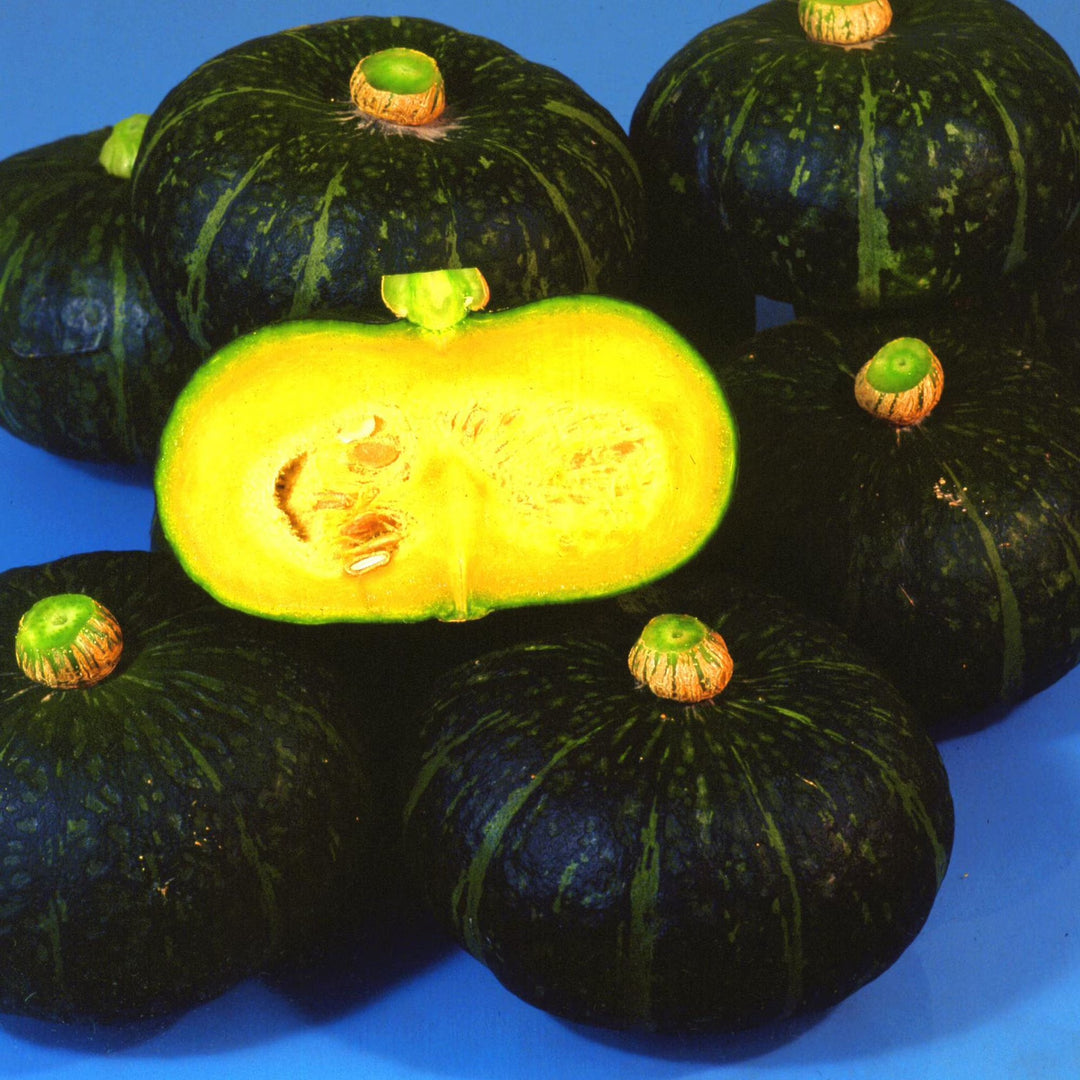 japanese kabocha flower seeds