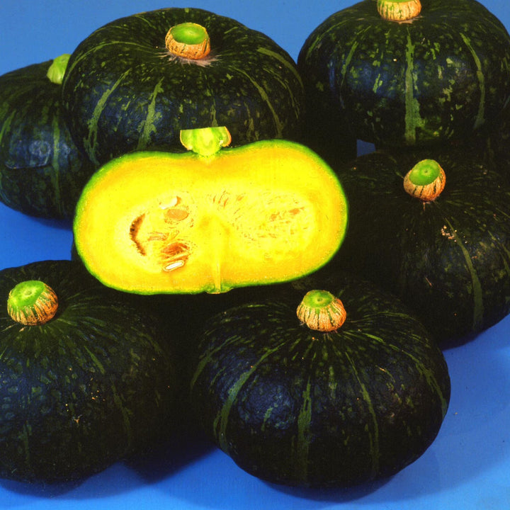 japanese kabocha flower seeds