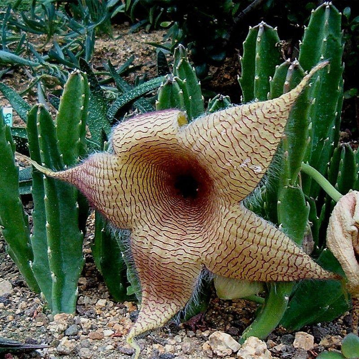 White Stapelia Flower Seeds Heirloom Non-GMO High Germination Organic Seeds for Planting