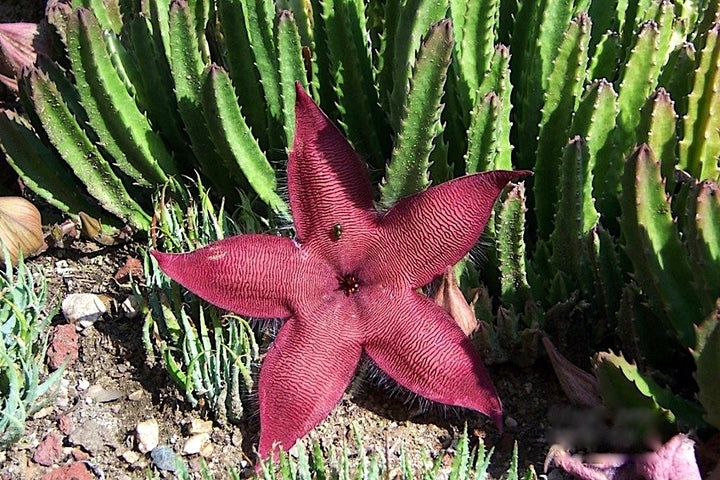 Maroon Stapelia Flower Seeds – Heirloom, Non-GMO, High Germination Seeds