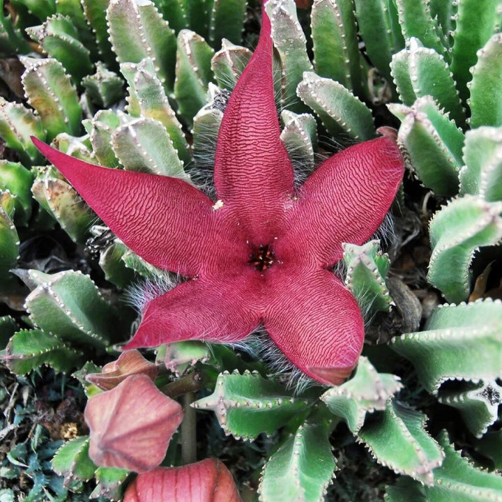 Maroon Stapelia Flower Seeds – Heirloom, Non-GMO, High Germination Seeds