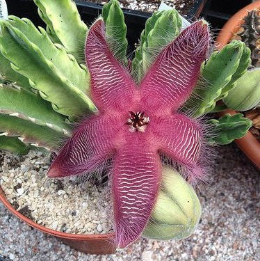 Maroon Stapelia Flower Seeds – Heirloom, Non-GMO, High Germination Seeds