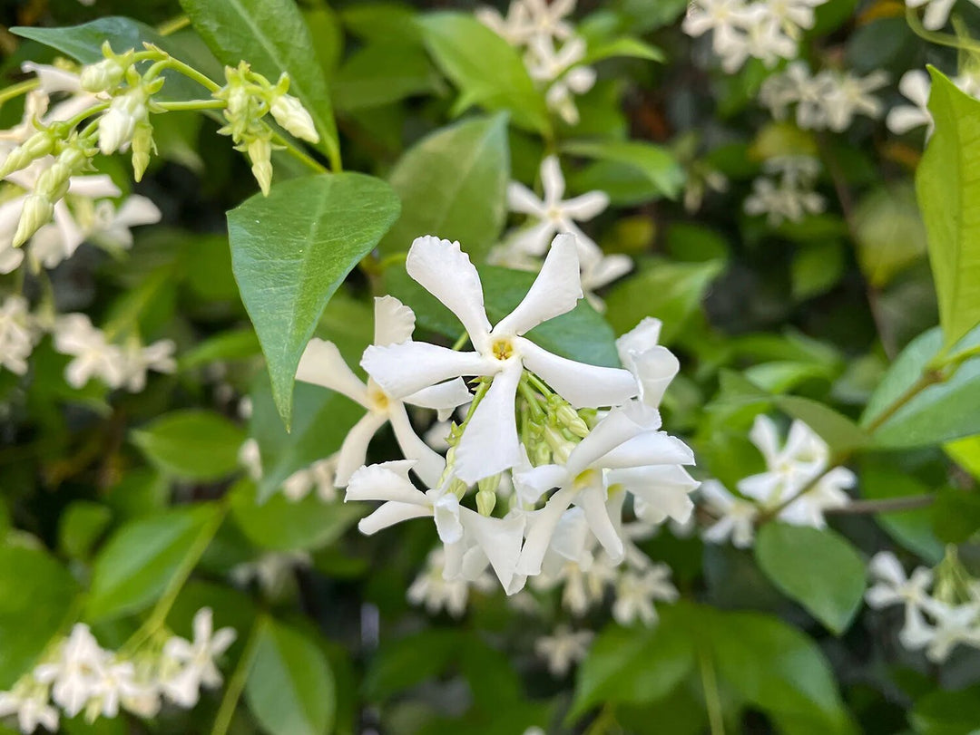 White Climbing Jasmine Flowers Seeds for Planting – Heirloom Non-GMO High Germination