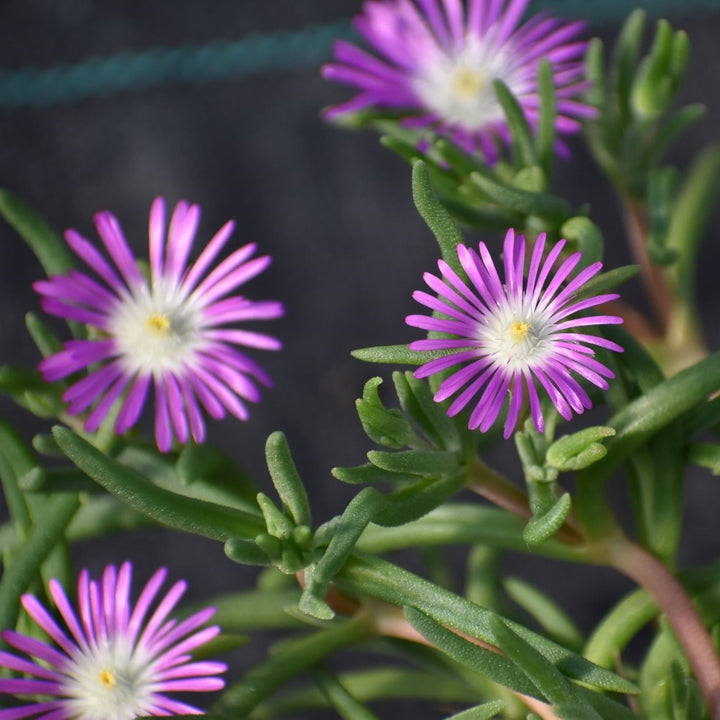 Delosperma Purple Flower Seeds for Planting Heirloom Non-GMO High Germination Organic Garden Seeds