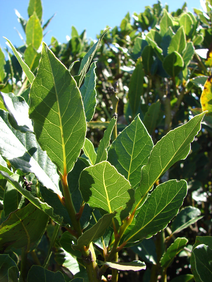 Green Bay Leaf Plant Seeds – Heirloom, Non-GMO, High Germination, Organic Garden Seeds