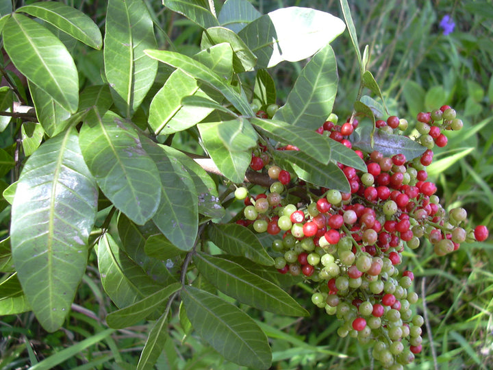 Mixed Terebinthifolius Herb Seeds – Heirloom &amp; Non-GMO Organic Seeds for Growing