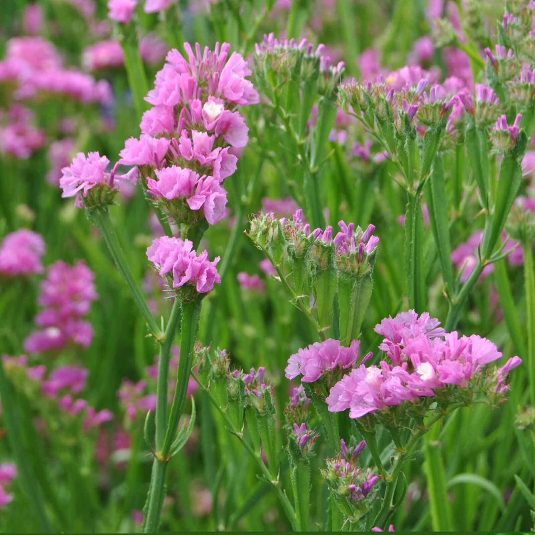 Pink Limonium Flower Seeds – Seeds for Planting, Heirloom, Non-GMO, High Germination Organic Garden Seeds