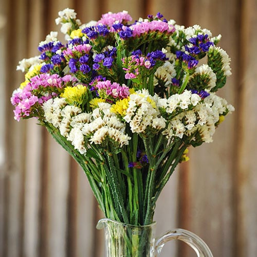 Gemischte Limonium-Blumensamen – Alte Sorte, gentechnikfrei, keimstark, Bio-Gartensamen zum Pflanzen