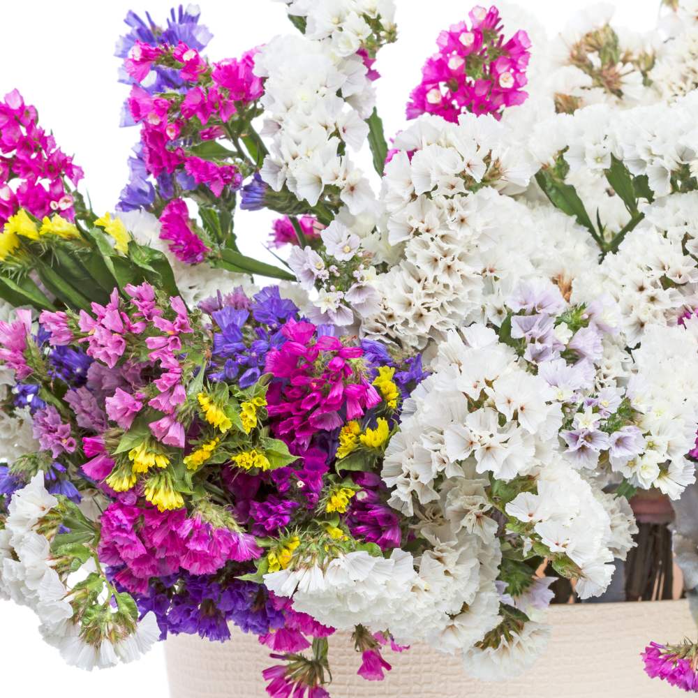 statice seeker flower seeds