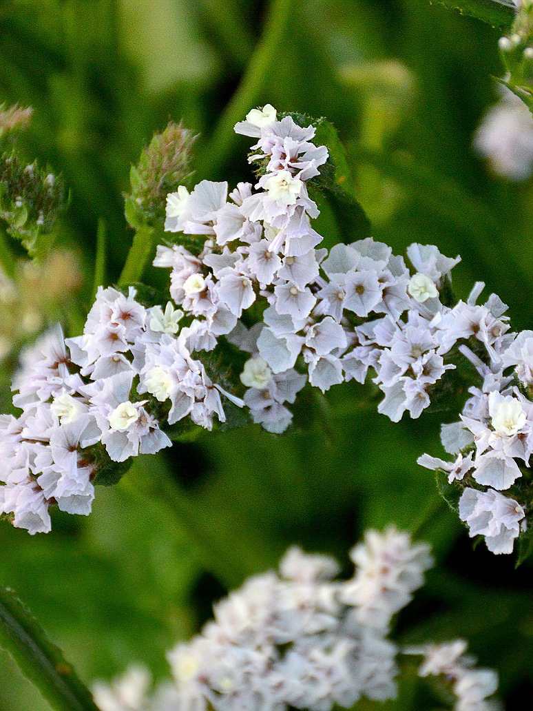 White Limonium Sinuatum Flower Seeds – Heirloom, Non-GMO, High Germination Seeds