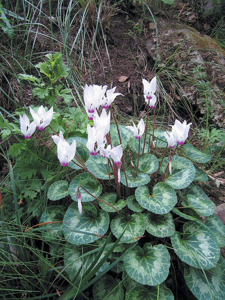 White Cyclamen Flower Seeds for Planting – Heirloom Non-GMO High Germination Seeds