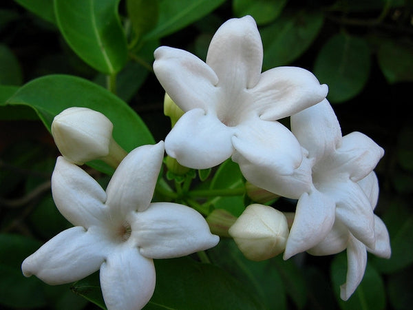 White Stephanotis Flower Seeds Heirloom Non-GMO High Germination Organic Garden Seeds for Planting