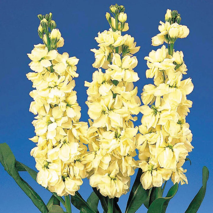 Matthiola Incana Flower Seeds Yellow – Heirloom, Non-GMO, High Germination Seeds