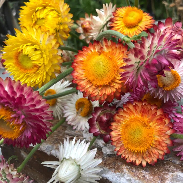 Mischung Strohblumen-Samen – Alte Sorte, gentechnikfrei, hohe Keimrate Bio-Gartensamen