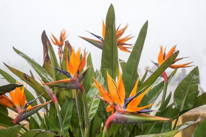 Orange Strelitzia Plant Seeds – Heirloom, Non-GMO, High Germination Seeds