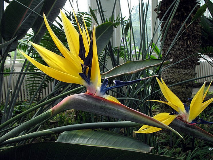 Yellow Bird Paradise Flower Seeds for Planting – Heirloom, Non-GMO, High Germination, Organic Garden Seeds