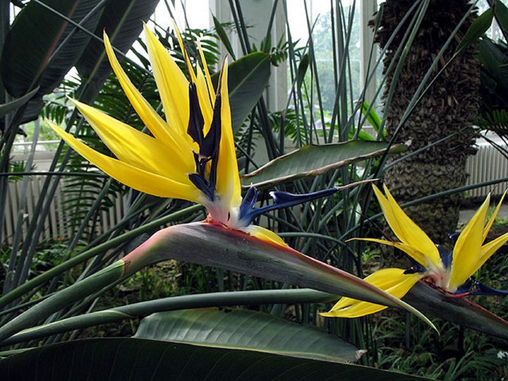 Yellow Bird Paradise Flower Seeds for Planting – Heirloom, Non-GMO, High Germination, Organic Garden Seeds