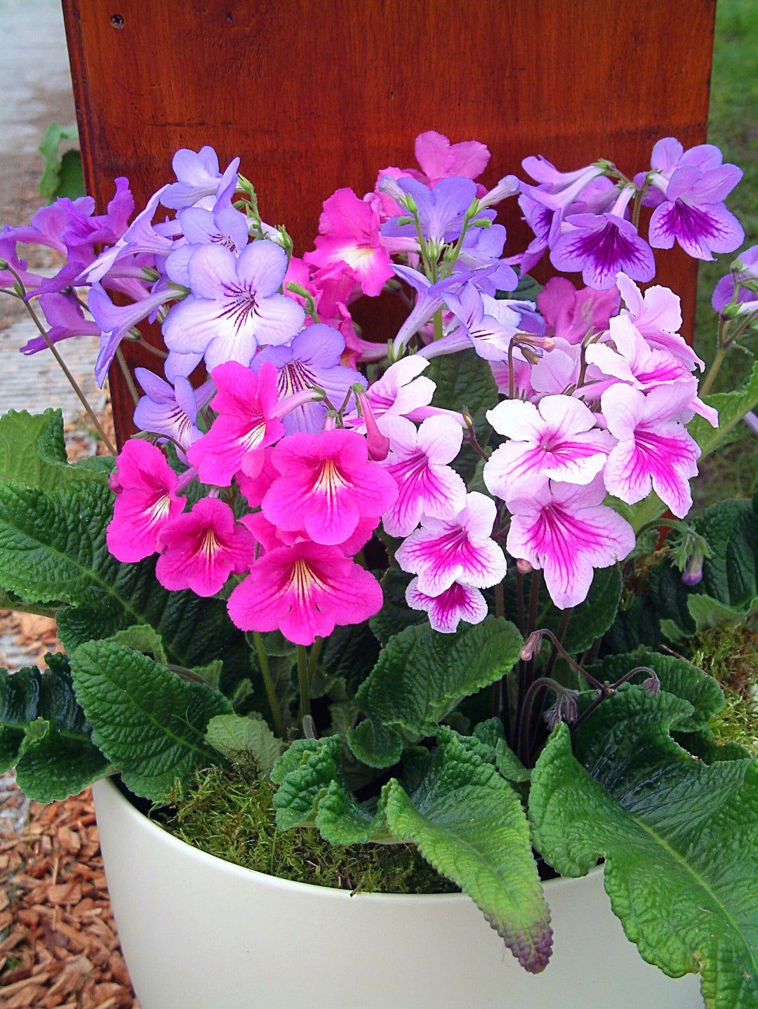 Mixed Streptocarpus Flower Seeds – Heirloom, Non-GMO, High Germination Seeds