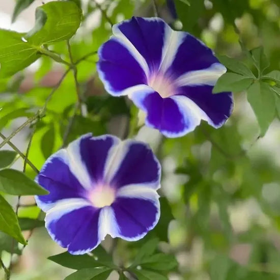 strongadaptabilitygardenlandscapingdroughtandsalineresistantipomoeaheirloomnongmohighgerminationorganicgarden flower seeds