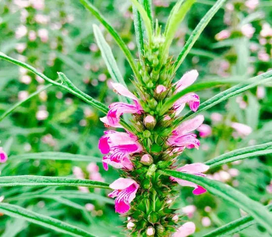 strongadaptableleonurusjaponicusforsowingheirloomnongmohighgerminationorganicgarden flower seeds