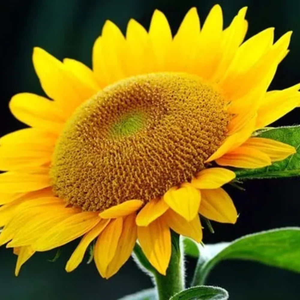 strongcoldresistanceresistanttolodgingsunflowerforsowingheirloomnongmohighgerminationorganicgarden flower seeds
