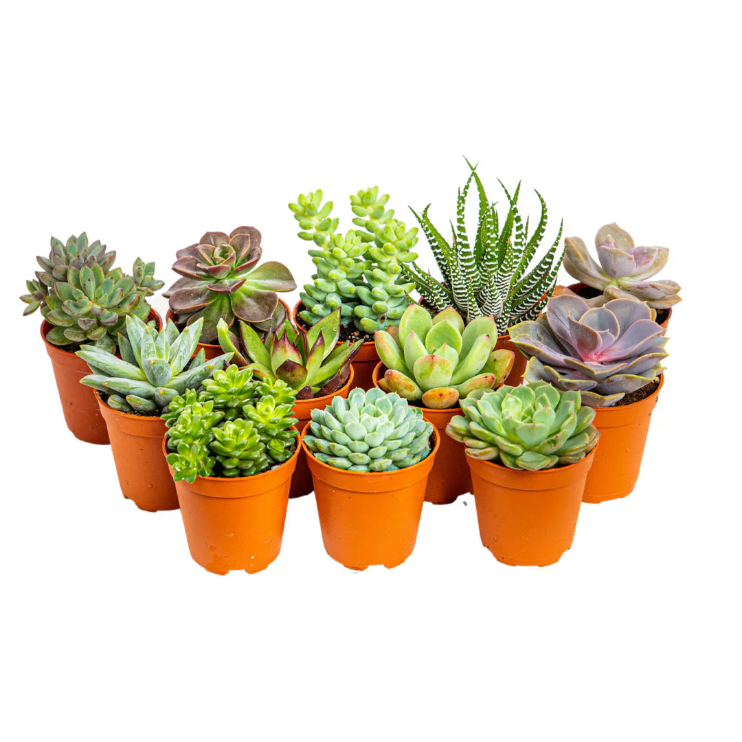 Succulent Mixed herb seeds
