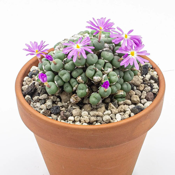 Conophytum Purple Flower Seeds for Planting Heirloom Non-GMO High Germination Organic Garden Seeds