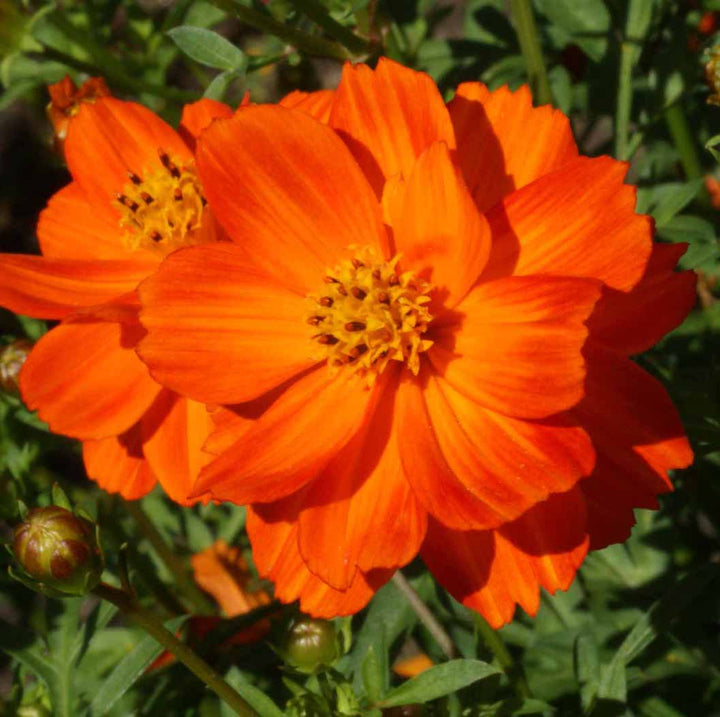 Light Red Cosmos Flower Seeds for Planting – Heirloom Non-GMO High Germination Seeds