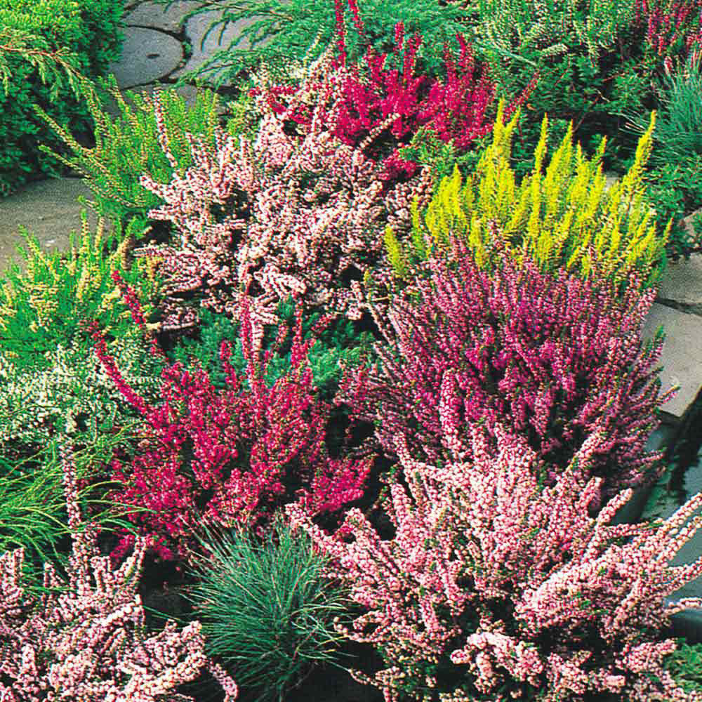 Mixed Calluna Flower Seeds – Heirloom, Non-GMO, High Germination Seeds for Planting