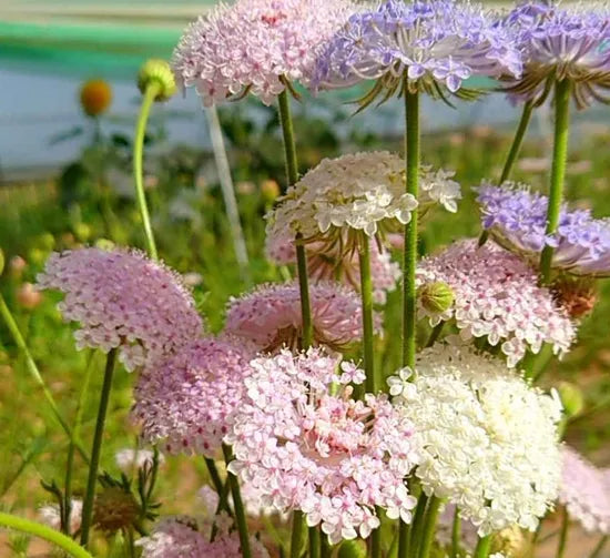 sunlovingannulherbtrachymenecoeruleaheirloomnongmohighgerminationorganicgarden flower seeds