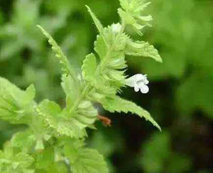 sunlovingaromaticflowermelissaofficinalisflowerforsowingheirloomnongmohighgerminationorganicgarden flower seeds