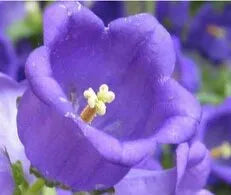 sunlovingcampanulahygrophilouslowmaintenanceperennialvarietiesofperennialrootheirloomnongmohighgerminationorganicgarden flower seeds
