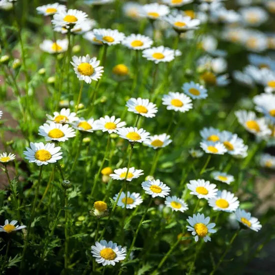 sunlovingcoldresistantopenplantinghighqualityvarietyannualherbflowercpaludosumheirloomnongmohighgerminationorganicgarden flower seeds