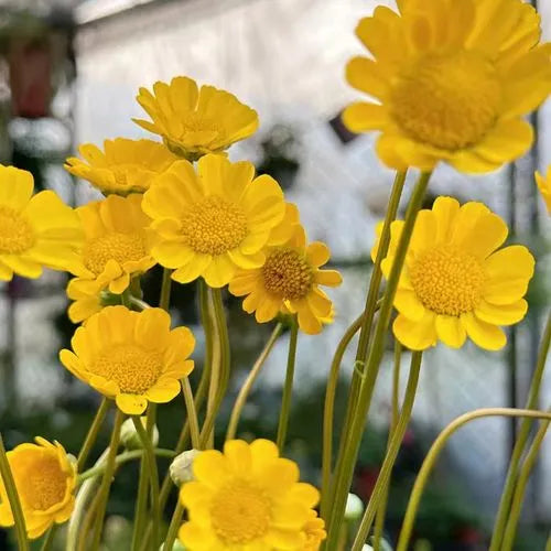 sunlovingcoldresistantplantingornamentaldecorativeflowercpaludosumheirloomnongmohighgerminationorganicgarden flower seeds